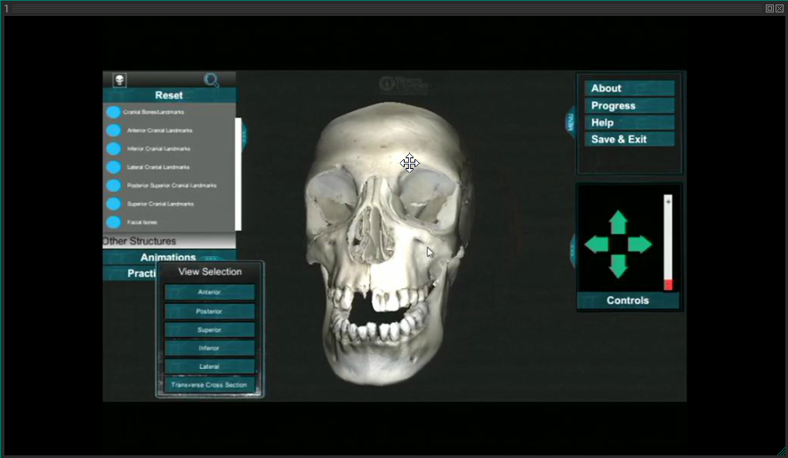 3D rendering of a human skull