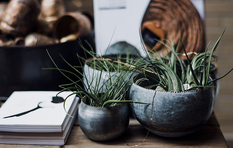 plants on a desk
