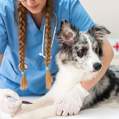 College of Veterinary Medicine