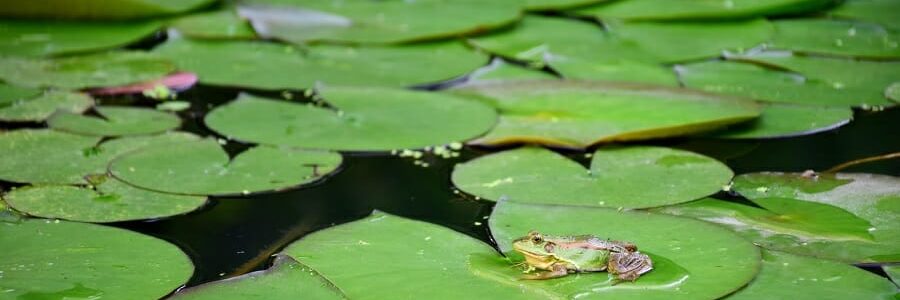 frog on a lily pad
