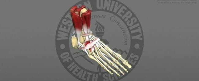 3D model of a skeletal foot