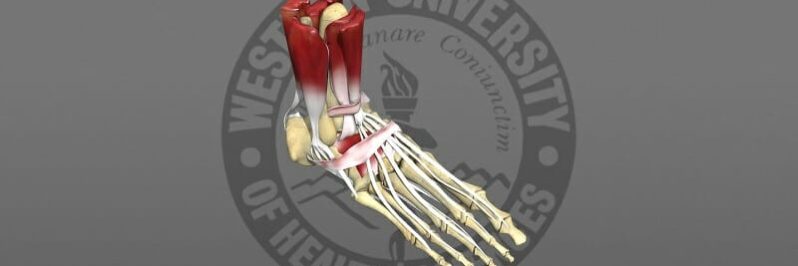 3D model of a skeletal foot
