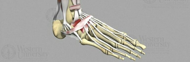 3D Sketchfab foot