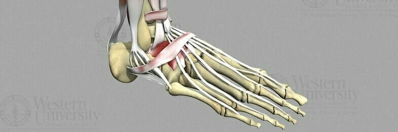 3D Sketchfab foot