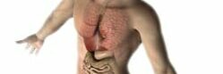 3D male figure with internal organs